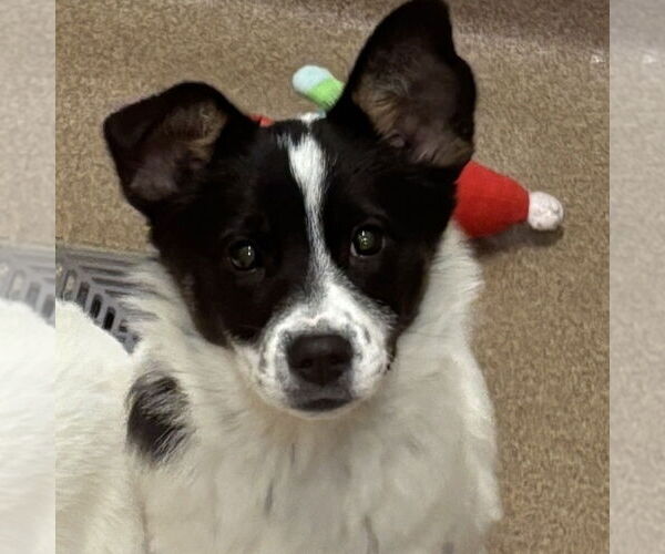 Medium Photo #1 Saint Bernard-Unknown Mix Puppy For Sale in Elmsford, NY, USA