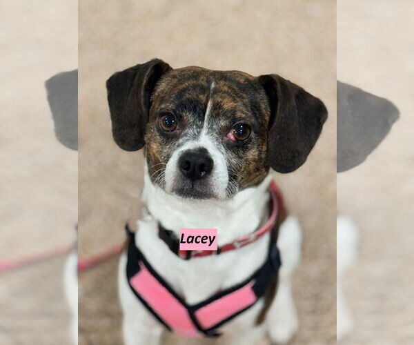 Medium Photo #4 Beagle-Unknown Mix Puppy For Sale in Rootstown, OH, USA