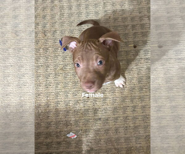 Medium Photo #1 Great Dane-Unknown Mix Puppy For Sale in Holly Springs, NC, USA