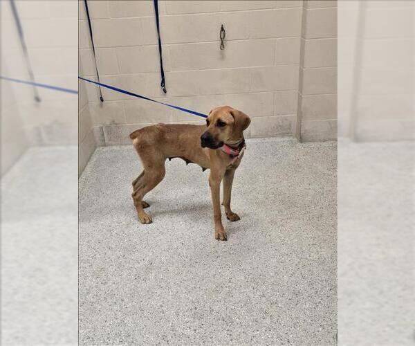 Medium Photo #1 Boxer-Unknown Mix Puppy For Sale in Conroe, TX, USA