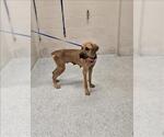Small Boxer Mix