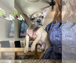 Puppy Mini Mochi French Bulldog