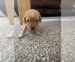 Small #2 Labrador Retriever