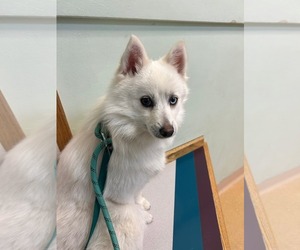 Pomsky Dogs for adoption in Uwchlan, PA, USA
