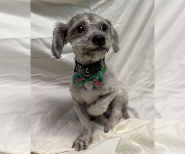 Medium Photo #3 ShihPoo Puppy For Sale in Rustburg, VA, USA