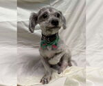 Small #2 ShihPoo