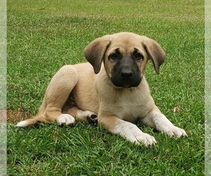Anatolian Shepherd Puppy for sale in ATLANTA, TX, USA