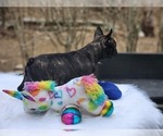 Small Photo #5 French Bulldog Puppy For Sale in CRANSTON, RI, USA