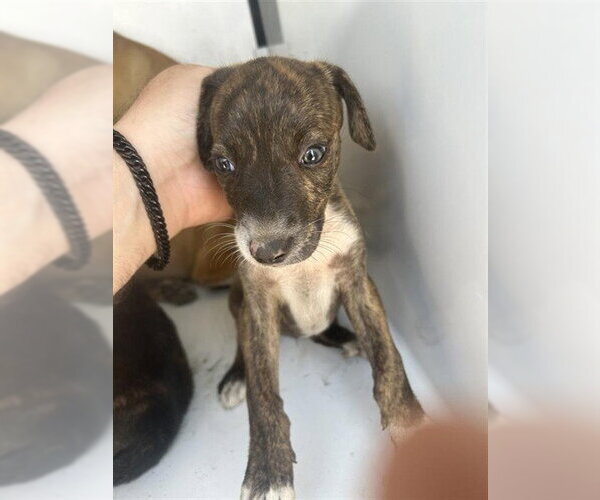 Medium Photo #1 Mutt Puppy For Sale in Houston, TX, USA