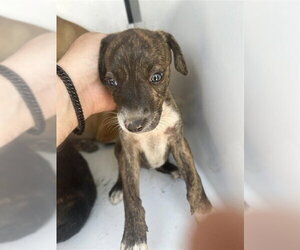 Mutt Dogs for adoption in Houston, TX, USA
