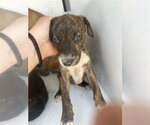 Small Mutt