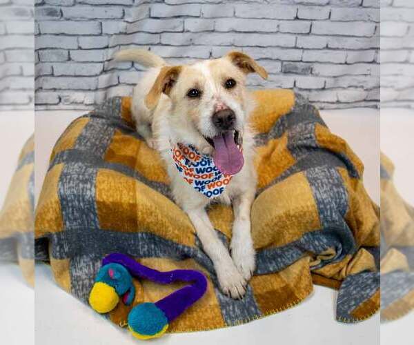 Medium Photo #4 Mutt Puppy For Sale in Kennesaw, GA, USA