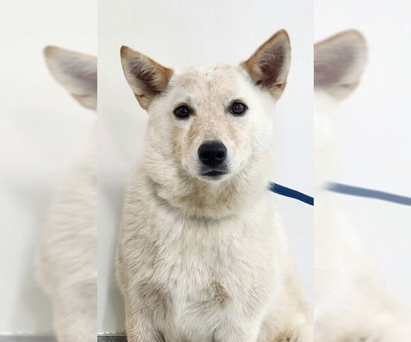 Medium Photo #1 Mutt Puppy For Sale in Oak Bluffs, MA, USA