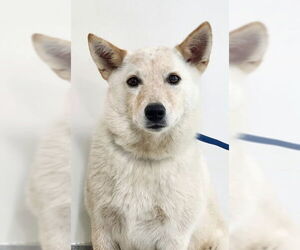 Mutt Dogs for adoption in Oak Bluffs, MA, USA