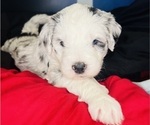 Small #10 Sheepadoodle