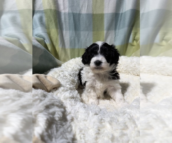 Medium Photo #14 Havapoo Puppy For Sale in GUTHRIE, KY, USA