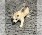 Small Photo #4 Siberian Husky Puppy For Sale in ARLINGTON, VT, USA