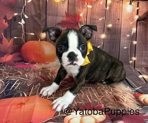 Boston Terrier Puppy for sale in CENTER HILL, FL, USA