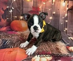 Yellow Bow - Male Boston Terrier Puppy for Sale - Small photo