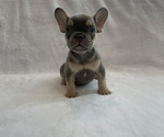 Puppy 1 French Bulldog