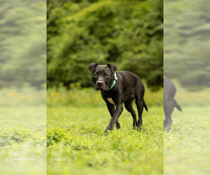 Ivy - Female American Pit Bull Terrier-Unknown Mix Dog for Adoption - Photo #4