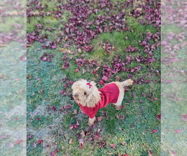 Medium Photo #3 Poodle (Miniature) Puppy For Sale in Brewster, NY, USA