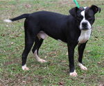 Small #3 Boston Terrier Mix