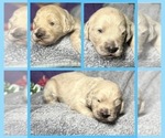 Puppy Justice Goldendoodle