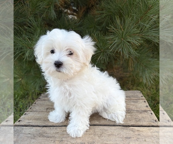 Medium Photo #4 Maltese Puppy For Sale in MIDDLEBURY, IN, USA