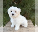 Fritz - Male Maltese Puppy for Sale - Photo #4
