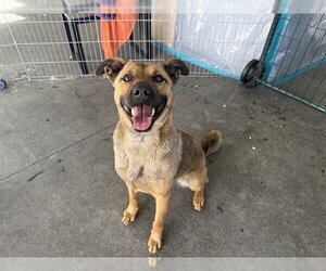 German Shepherd Dog-Unknown Mix Dogs for adoption in Berkeley , CA, USA