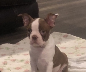 Boston Terrier Puppy for sale in ATHENS, AL, USA