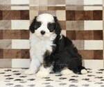 Small #3 Bernedoodle (Miniature)