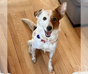 Red Heeler-Unknown Mix Dogs for adoption in Fargo, ND, USA