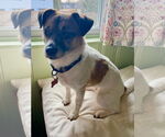 Small #10 Jack Russell Terrier-Spaniel Mix