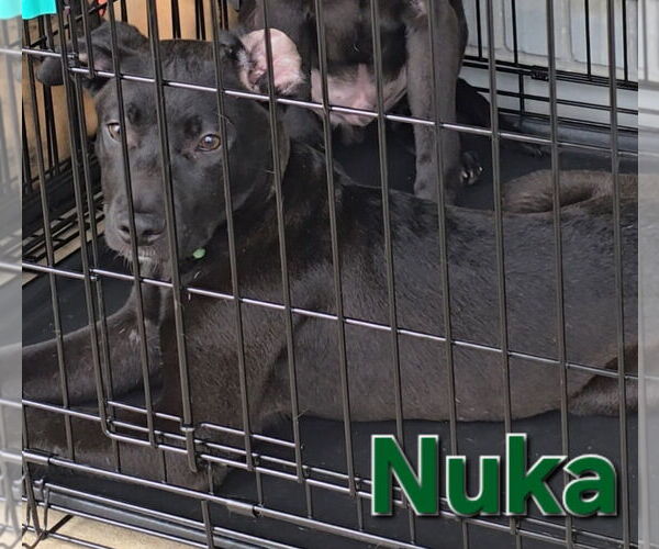 Medium Photo #10 Huskies -Labrador Retriever Mix Puppy For Sale in McDonough, GA, USA
