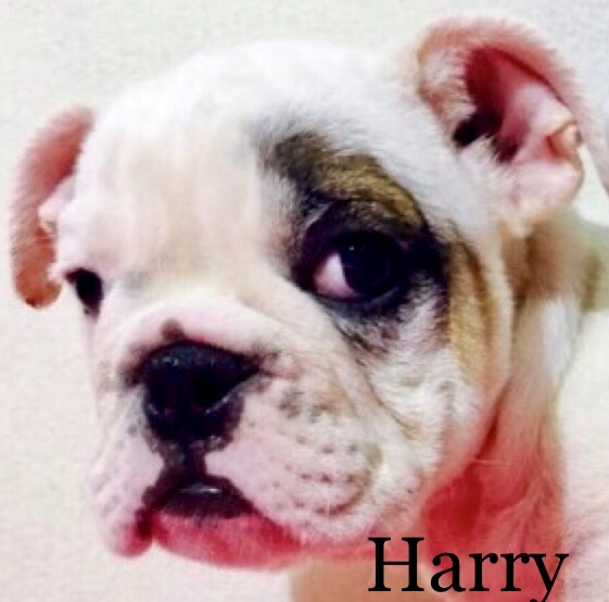 Medium Photo #1 English Bulldogge Puppy For Sale in ALBRIGHT, WV, USA