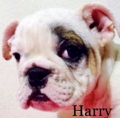 English Bulldogge Puppy for sale in ALBRIGHT, WV, USA