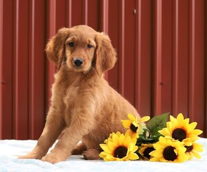 Goldendoodle Puppy for sale in FREDERICKSBG, OH, USA