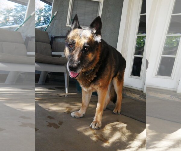 Medium Photo #1 German Shepherd Dog Puppy For Sale in  Ramona, CA, USA