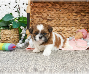 Shih Tzu Puppy for sale in SYRACUSE, IN, USA