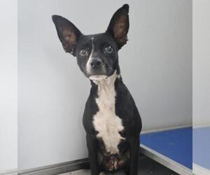 Mutt Dogs for adoption in San Antonio, TX, USA