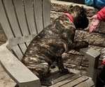 Small Photo #4 Presa Canario Puppy For Sale in LEVITTOWN, PA, USA