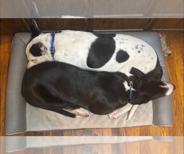 Medium Photo #10 Bullypit Puppy For Sale in Oakhurst, NJ, USA