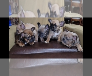 French Bulldog Puppy for sale in SACRAMENTO, CA, USA
