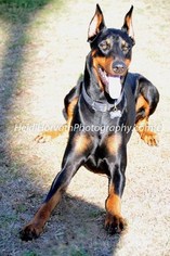 Father of the Doberman Pinscher puppies born on 03/28/2018