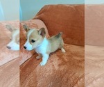 Small #4 Pembroke Welsh Corgi