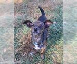 Small #1 Chiweenie