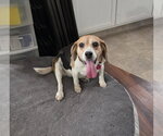 Small #6 Beagle