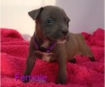 Small #2 American Pit Bull Terrier